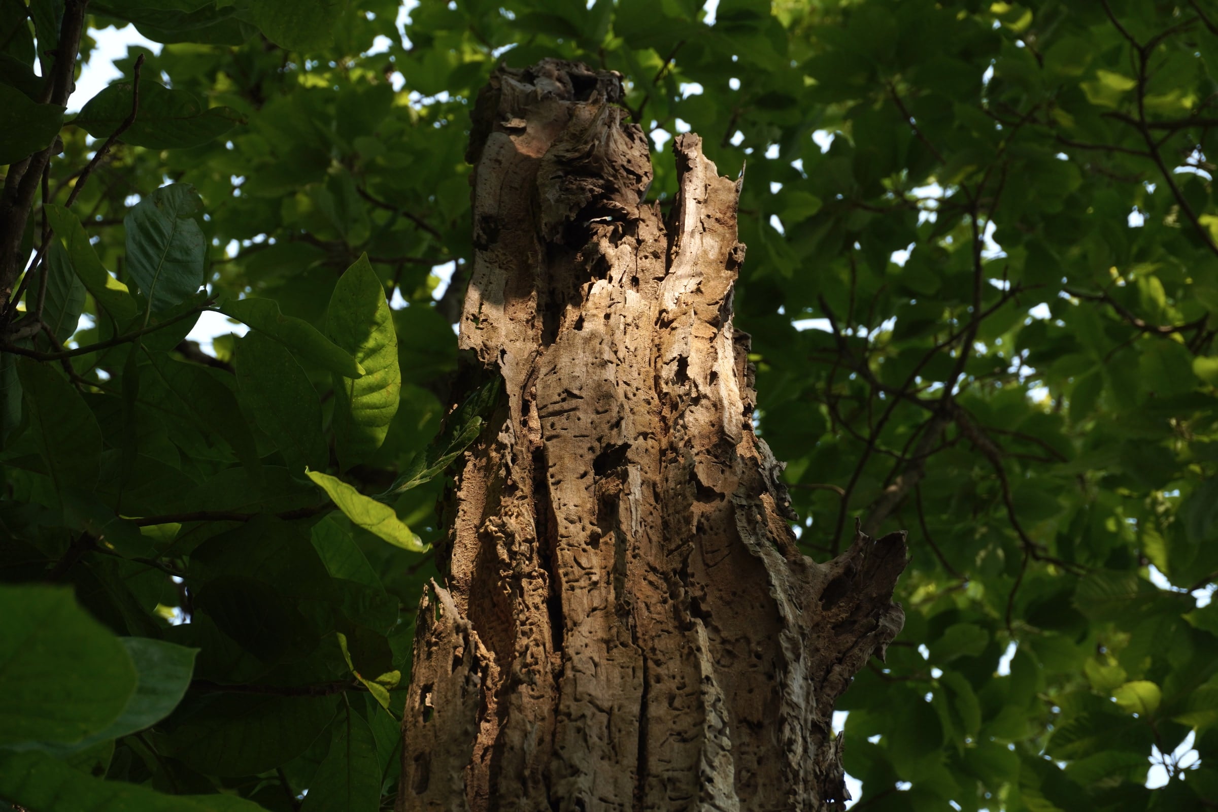 Hollow tree trunk