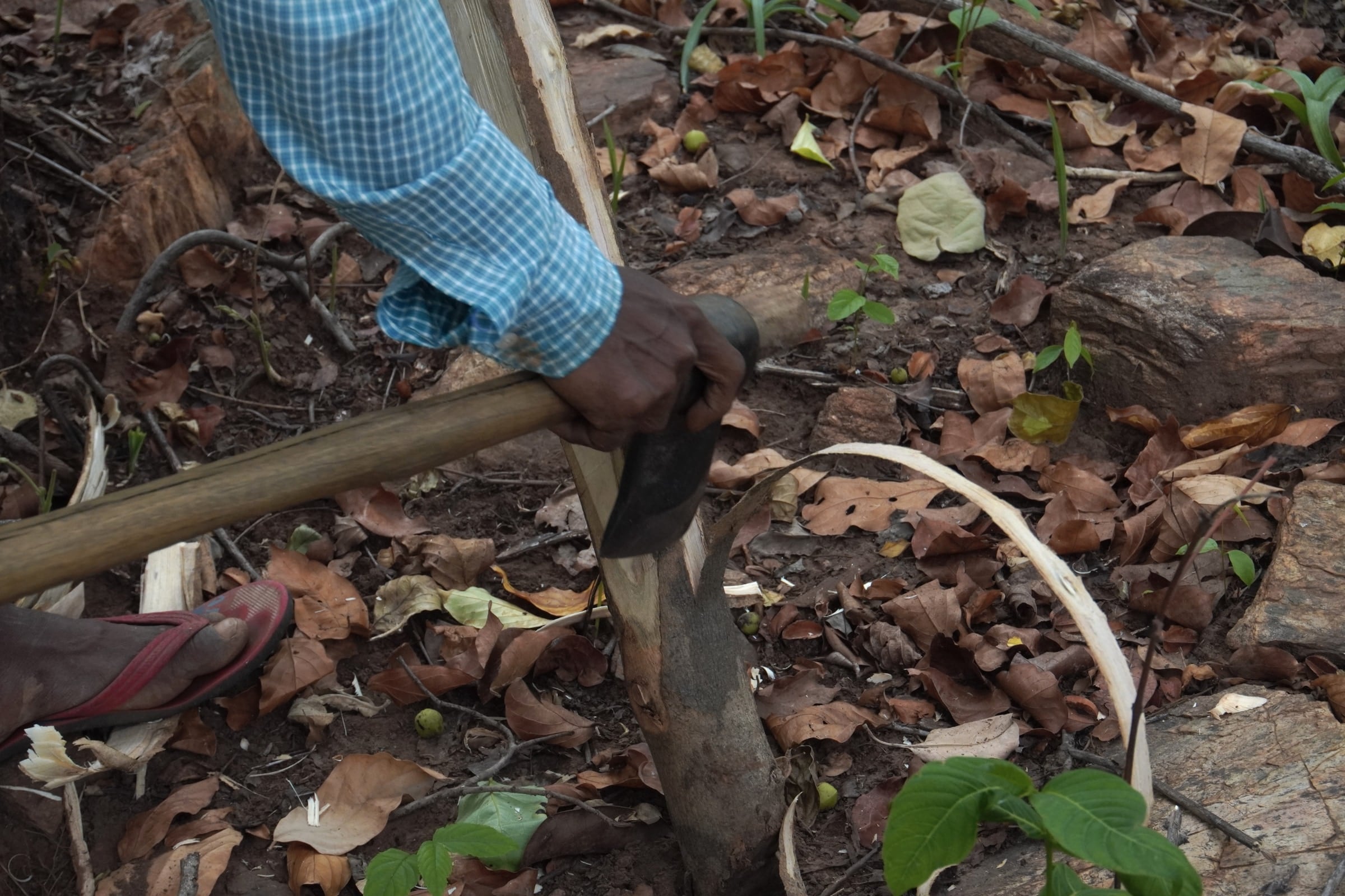 Working with material on the forest floor