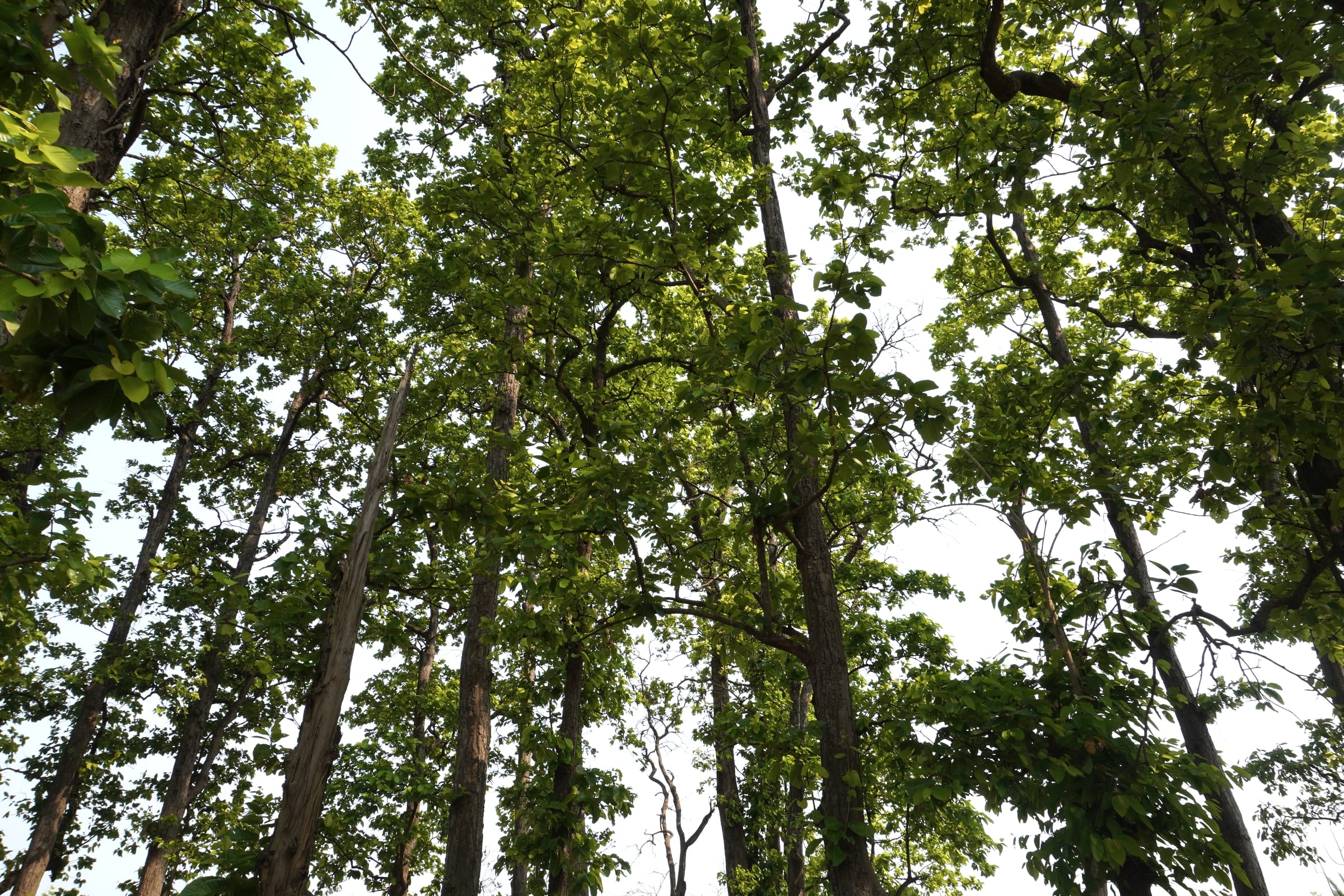 Looking up into the canopy