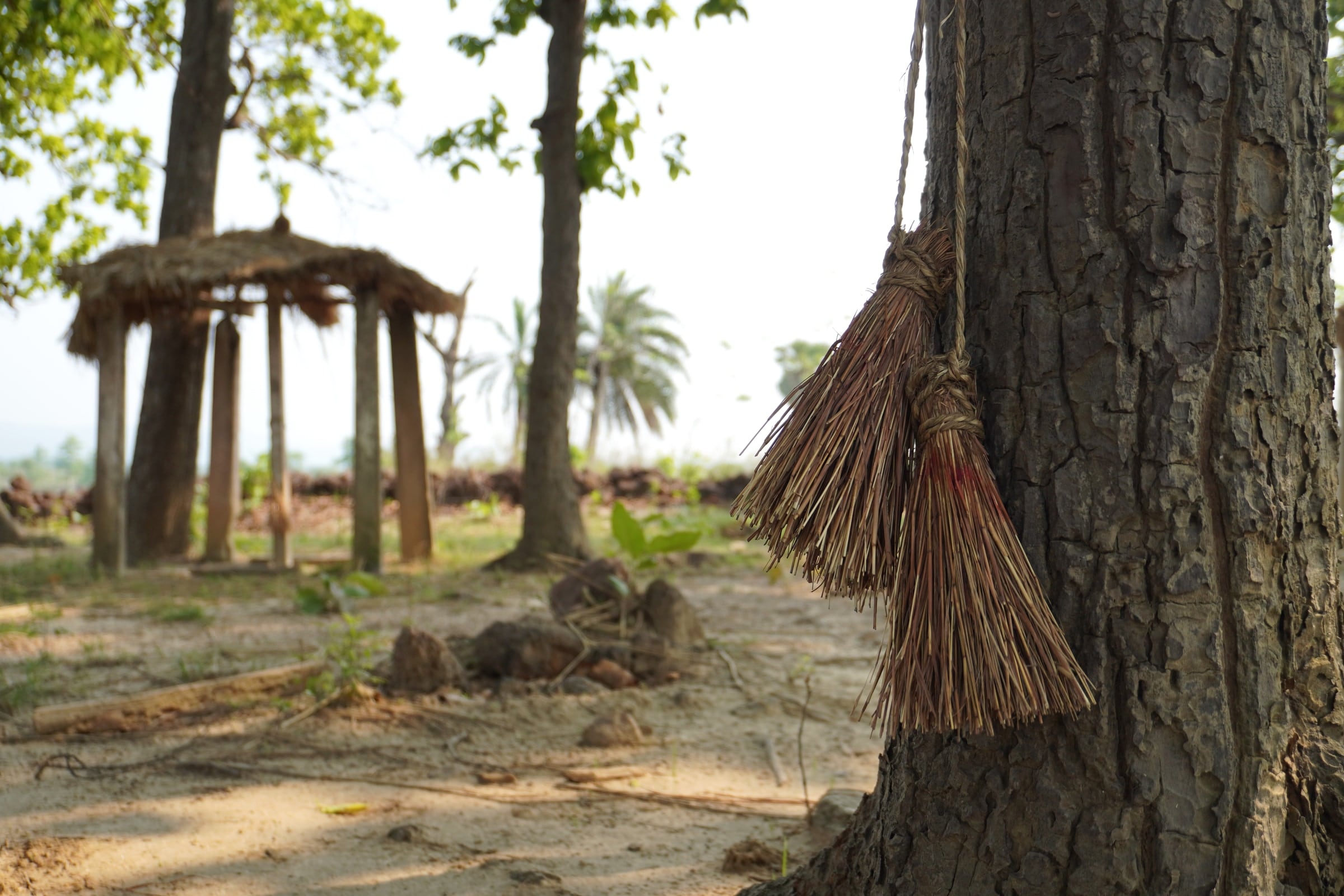 Brooms hanging from a tree
