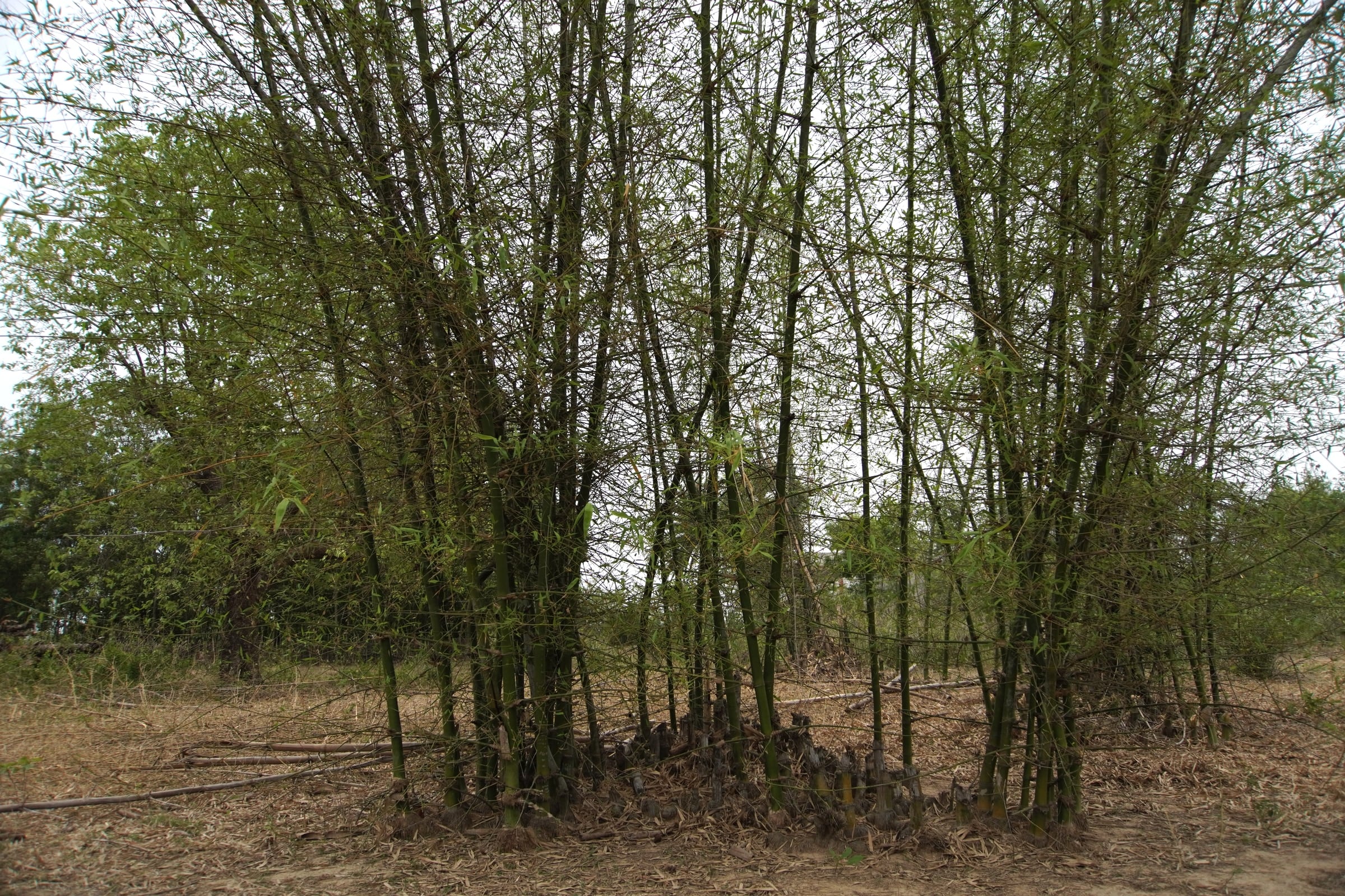 Bamboo grove