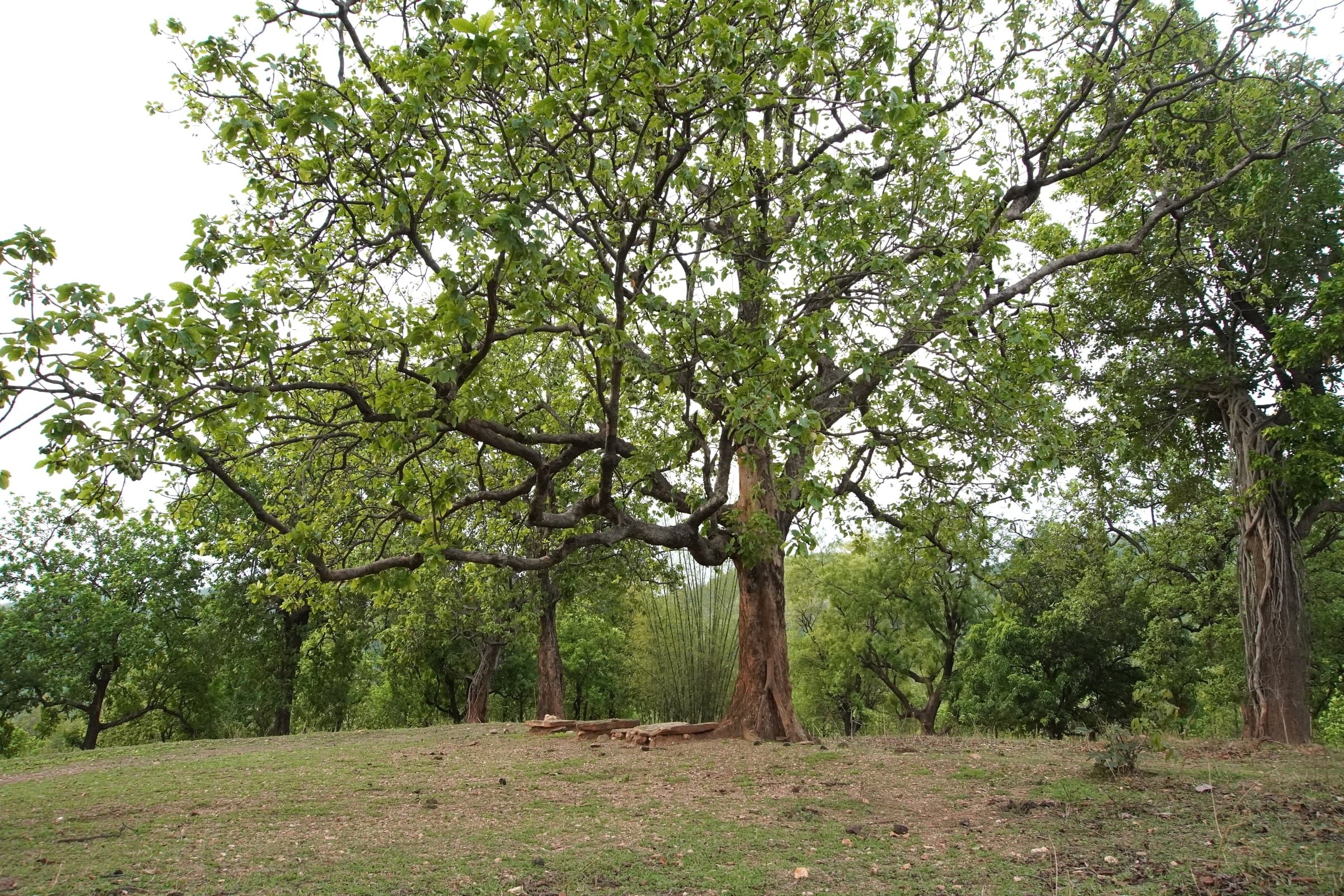 Trees across an open woodland