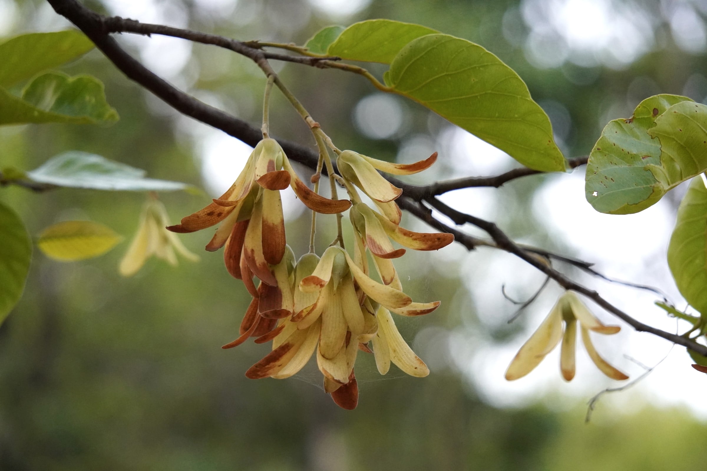 Flowers and leaves