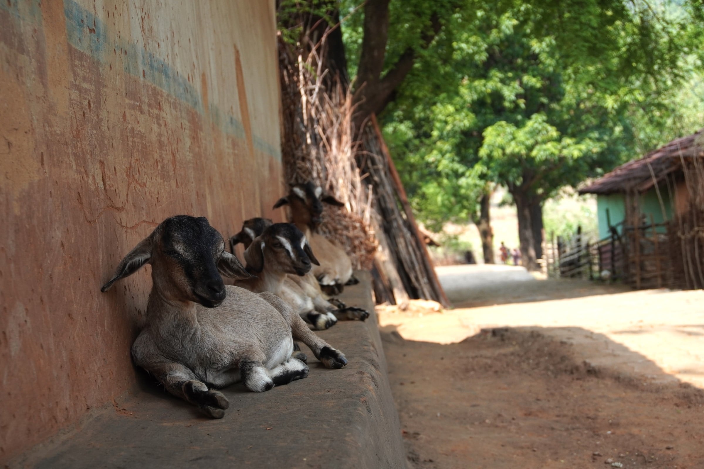 Goats resting beside a house