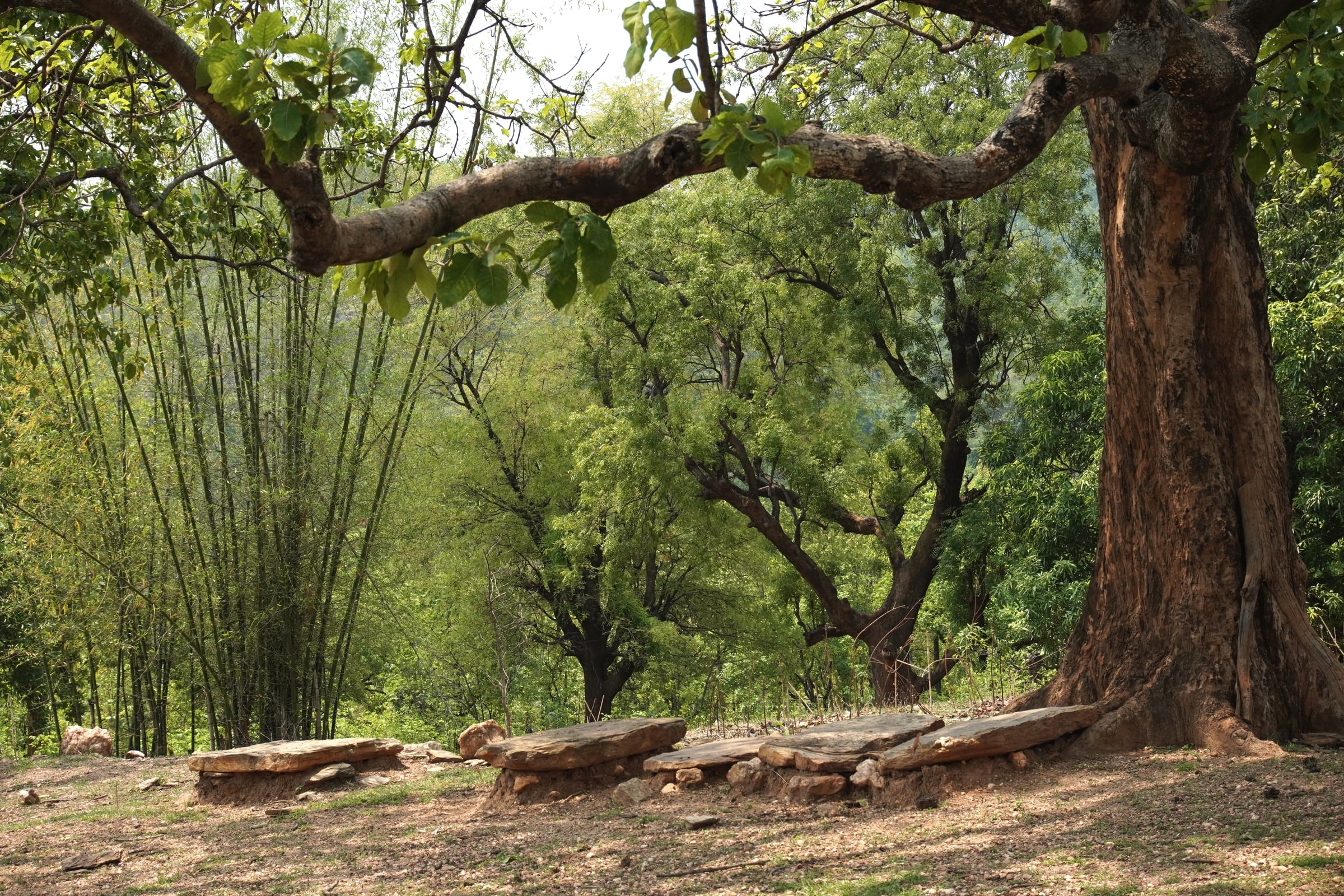 Bamboo beside a large tree