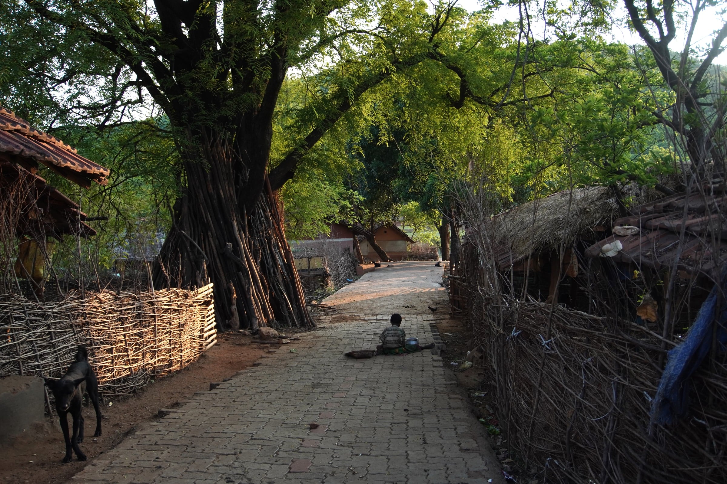 A tree shading the village path