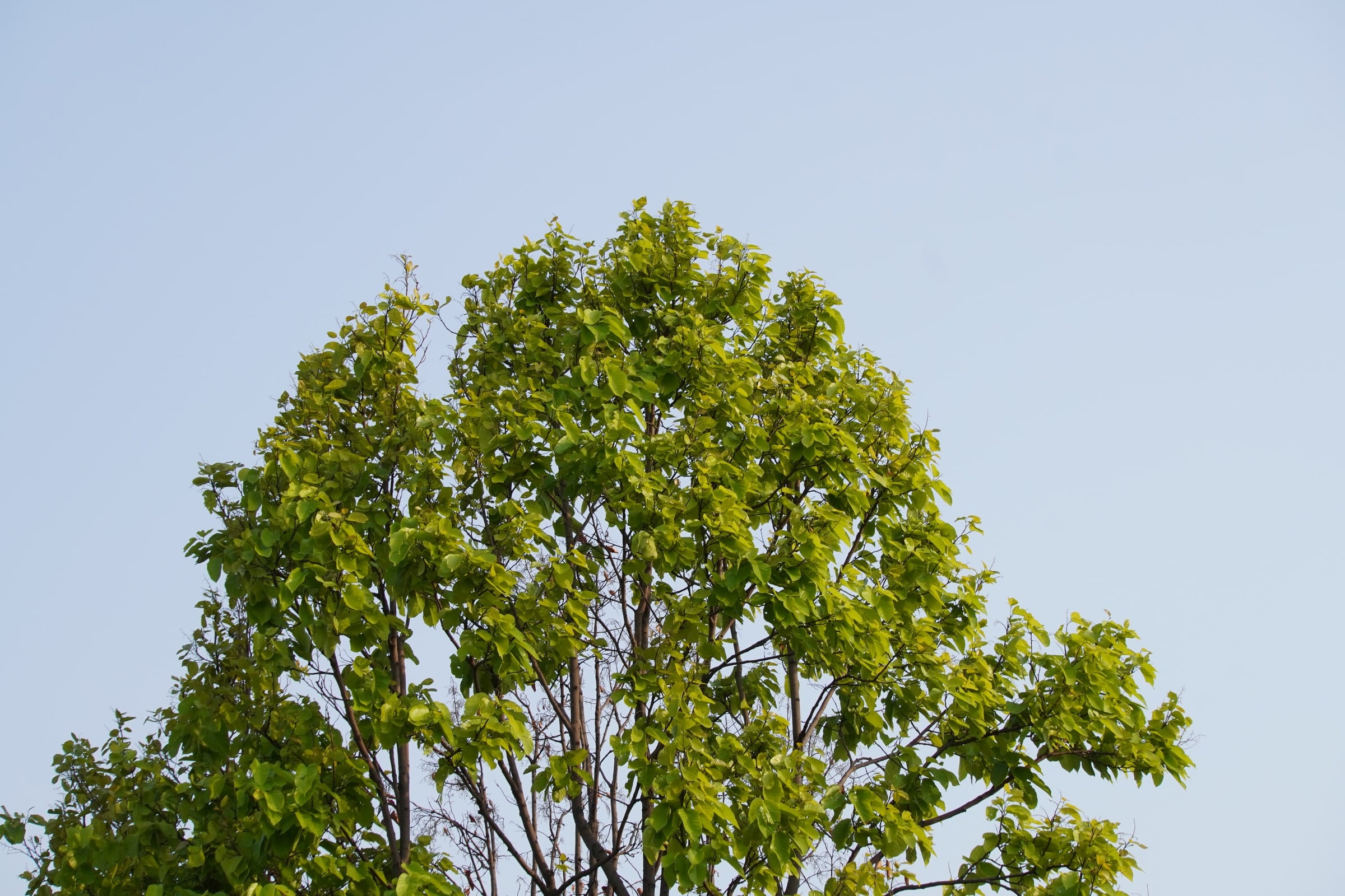 Tree crown against the sky