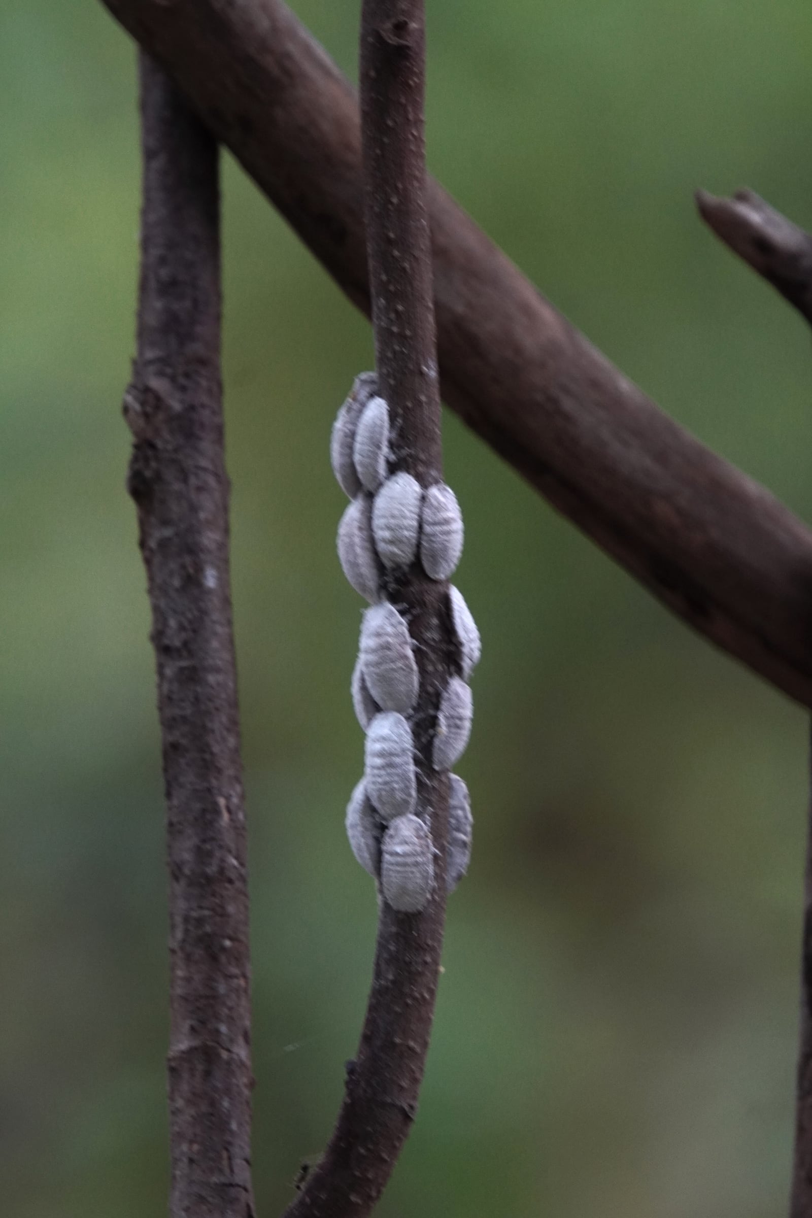 Small details on a branch
