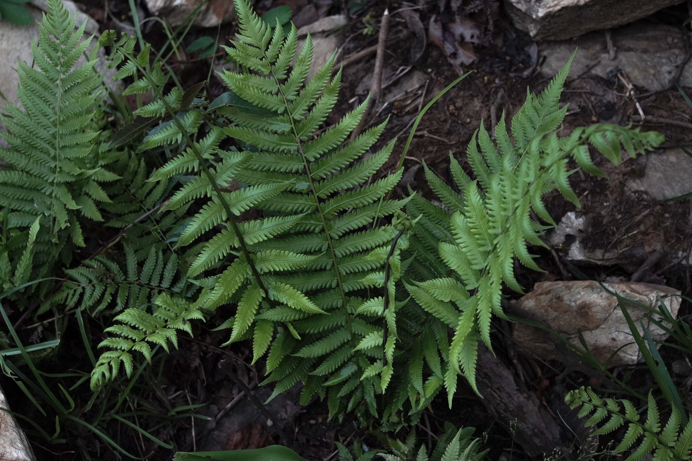 Ferns on the forest floor